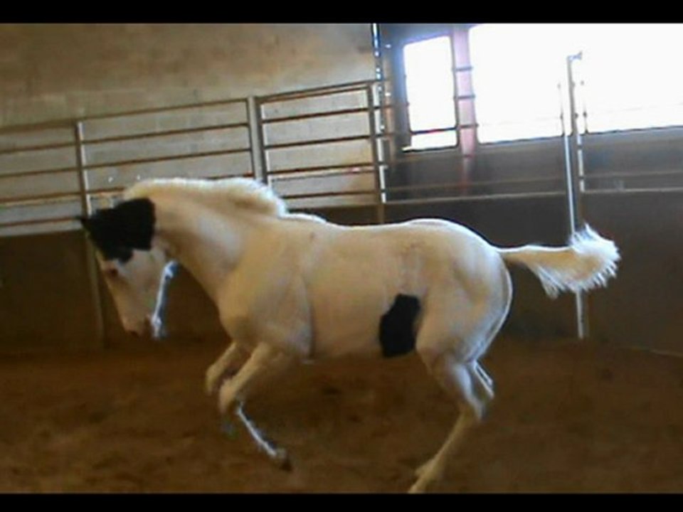 le fils de mon paint