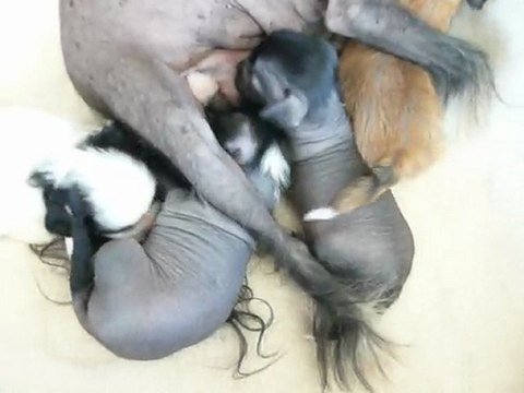 Chiots Chiens Chinois à Crête nus