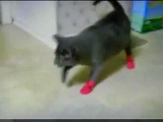 Funny Video - Kitten hates Mittens