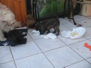 chiots de calypso et de ufo 01/04/2010