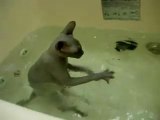 Il gatto sfinge fa il bagno