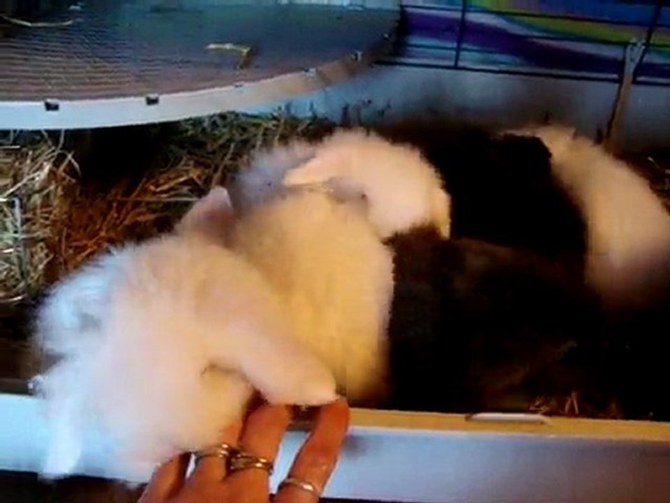 MOV00490  lapin nain bélier angora teddy