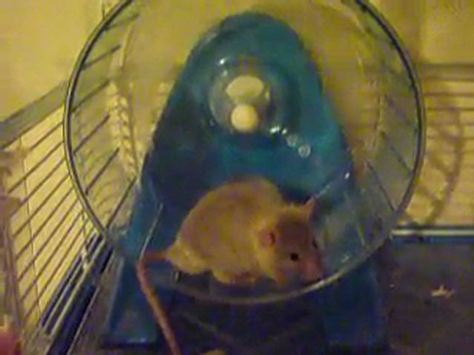 Trottinette fait de la roue