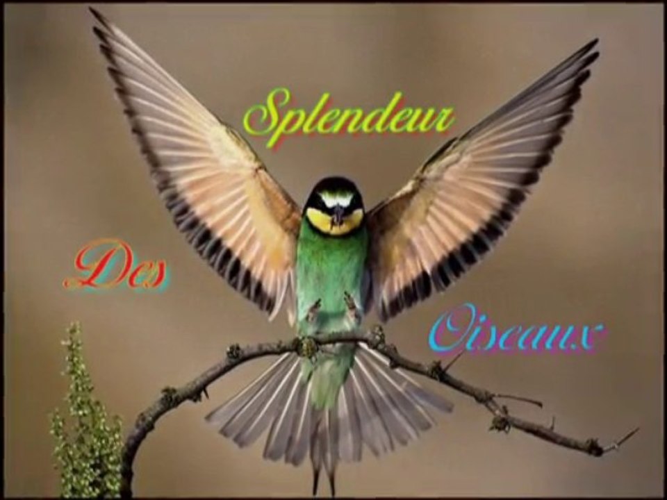 Splendeur des Oiseaux