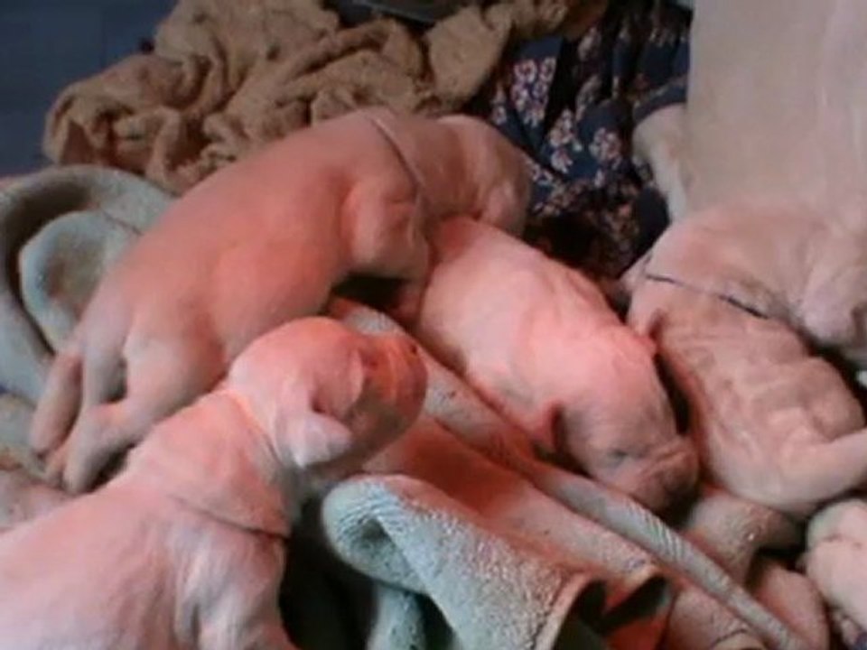 Chiots dogue argentin 10 jours