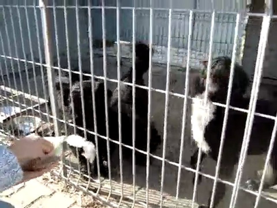 Adoptuj zwierzaka #3