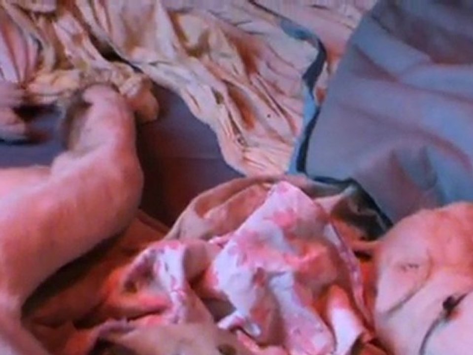 Chiots dogue argentin 16 jours 2