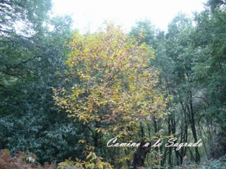 PAZ EN EL ALMA. Tema 4: BUSCANDO EL SILENCIO