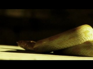 LOST SOUL "If the dead can speak"