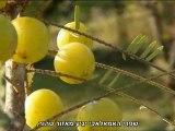 זרי משקה פרי האמלאקי עם כתוביות בעברית