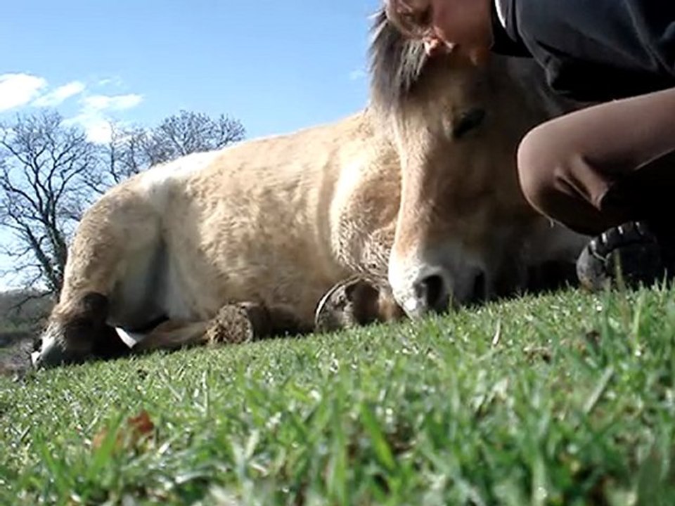 2 avril poney dort (2)