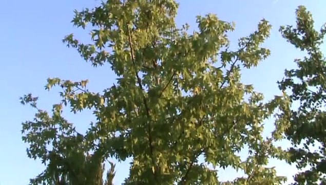 Antalya Atatürk Parkı Endemik Yapısı - Atatürk Park Endemic