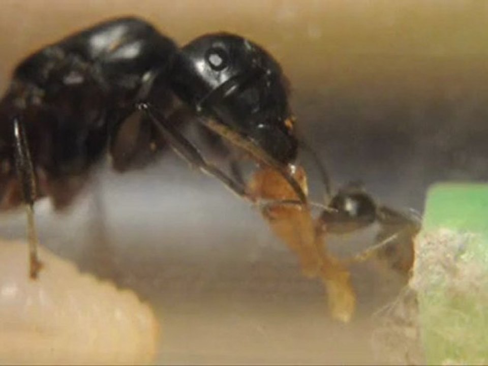 Camponotus herculeanus