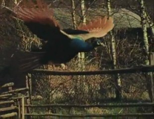 Film ist... Bewegung und Zeit