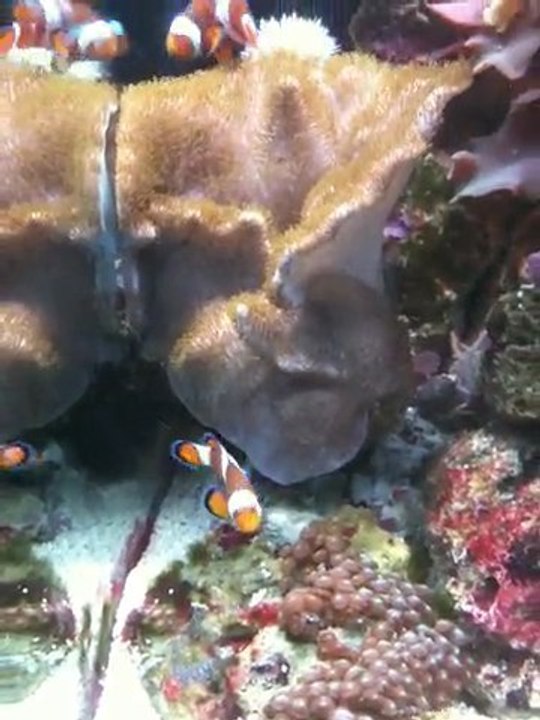 AQUARIUM EAU DE MER RED SEA MAX 130 - 3 ANS