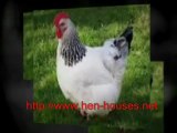 The Best Egg-Laying Chicken Breeds