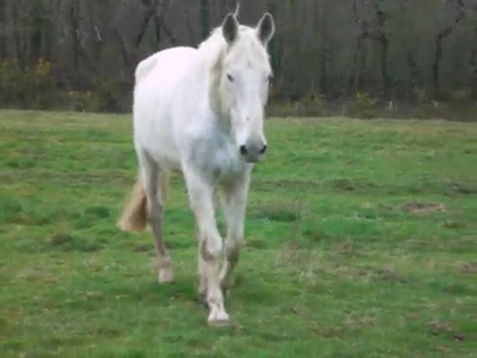 Prince