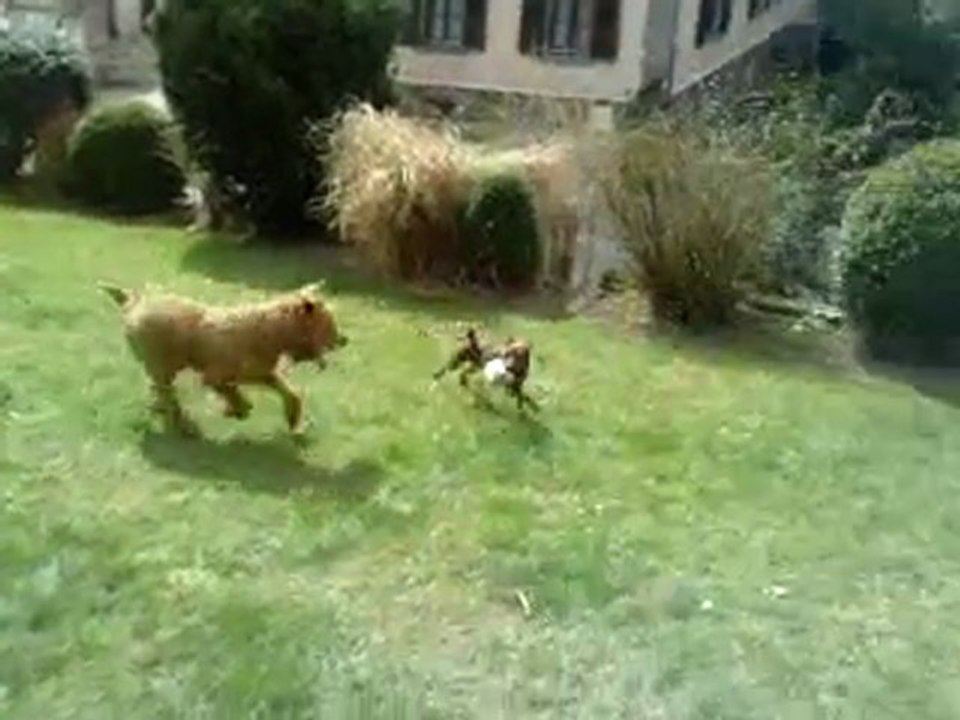 Scratch et le cochon