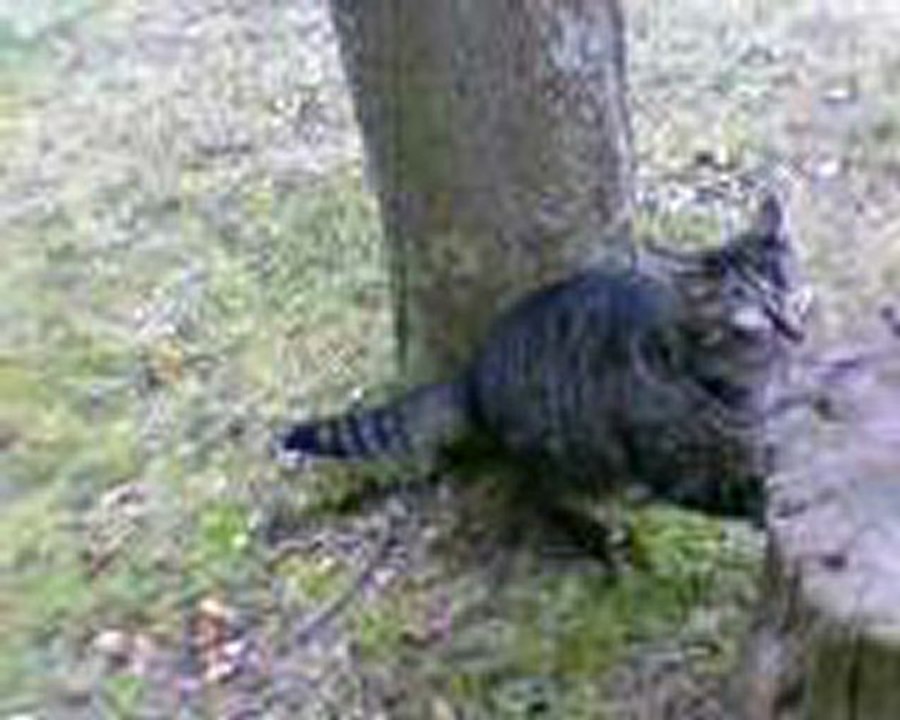 Mon chat
