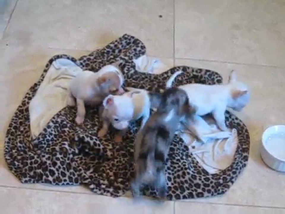 Teacup chihuahua puppies for sale