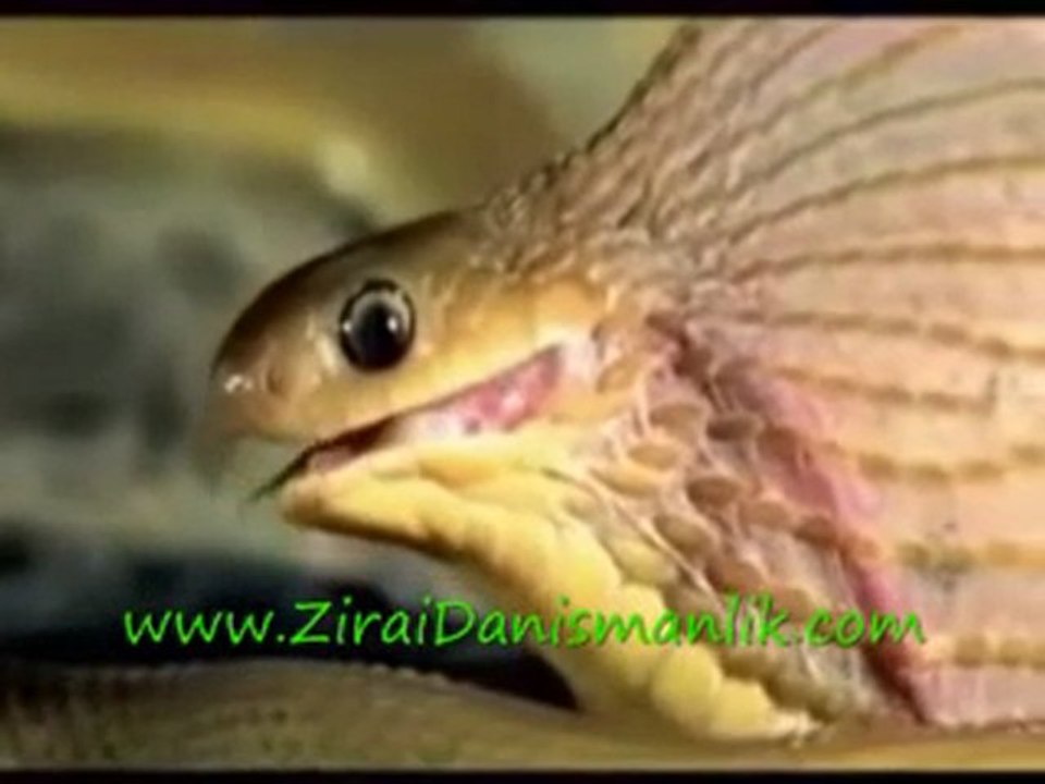 Yılanın yumurtayı yemesi(www.ZiraiDanismanlik.com)