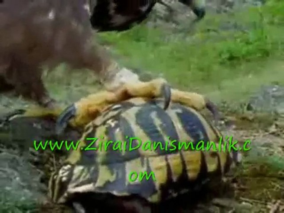 Kartalın Kablumbağa Avı Belgesel (www.ZiraiDanismanlik.com)