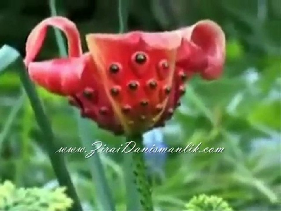 Etçil Bitkilerin Böcek Avı Belgesel www.ZiraiDanismanlik.com