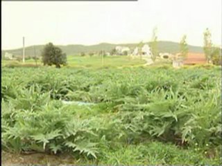 Yayçep - Çiçeği Ve Çiçek Tablası Yenilen Sebzeler