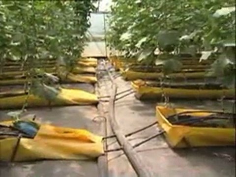 Yayçep - Topraksız Tarım ( ZiraiDanismanlik.com)