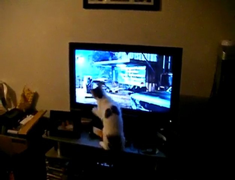 Cat attacks raptor
