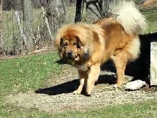 Dogue du Tibet Dtsampo de la Tsaparang Valley