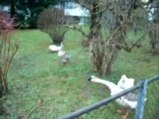 Gänseschar im Anmarsch !!! Lautes Gänsegekreische in Teufen