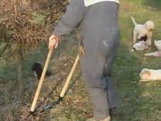 Le bonheur est dans le prés