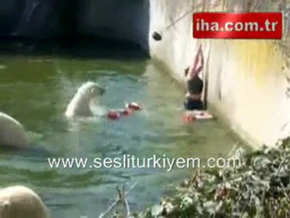 Kadın Ayıların havuzuna düştü korkunç anlar yaşandı kurtarma