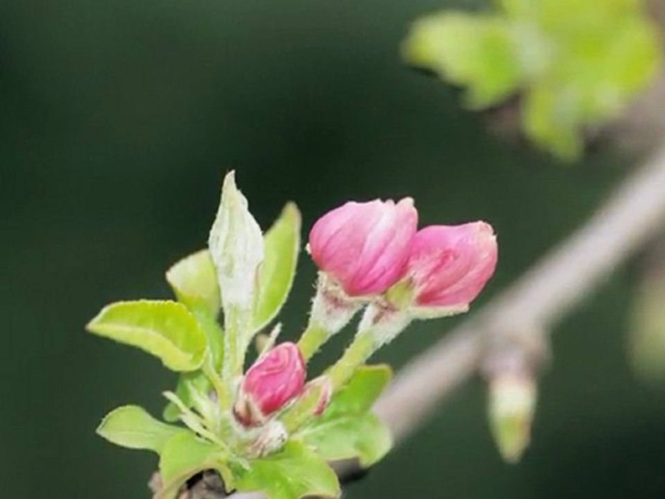 2010 printemps