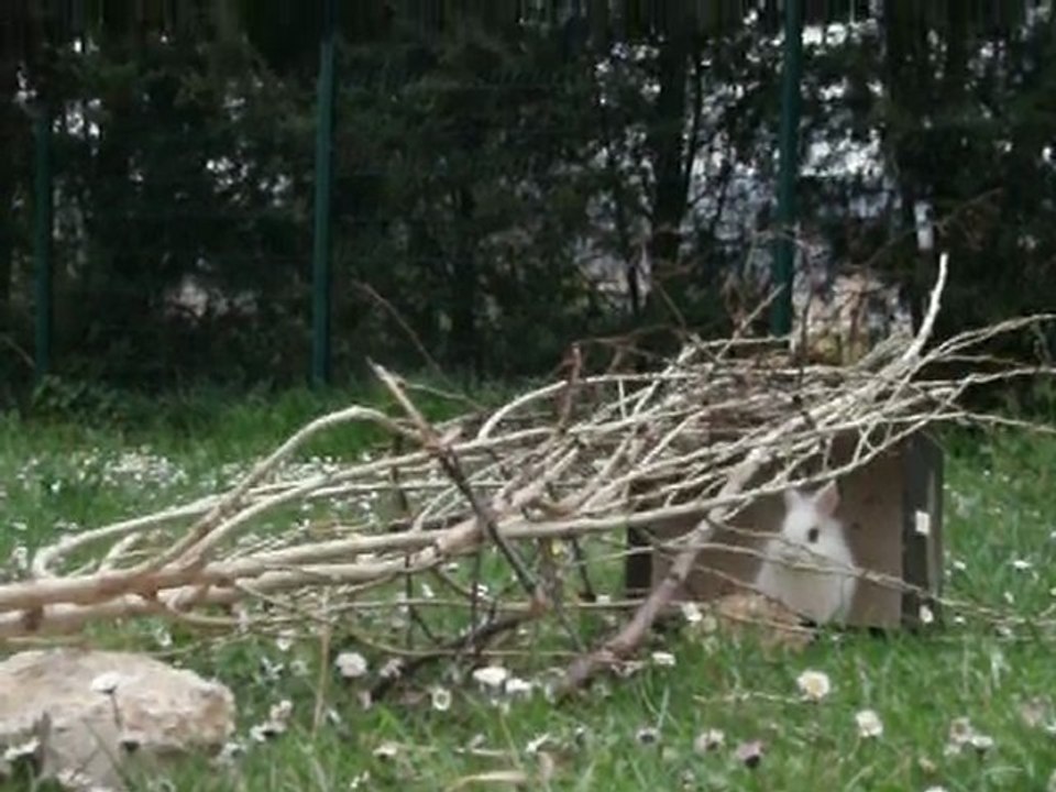 ♦ Carotte &" Kiwi ♦