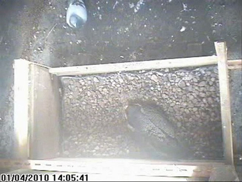 Faucon pèlerin Nancy (54, FR) et pigeon