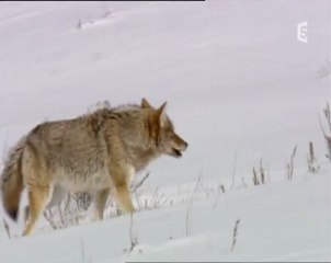 YELLOWSTONE : les loups regnent (2)