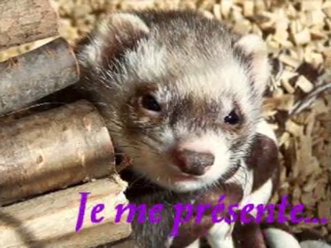 Présentation de Mélo, ma furette <3