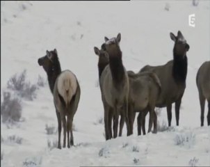 YELLOWSTONE : les loups regnent (3 et fin)