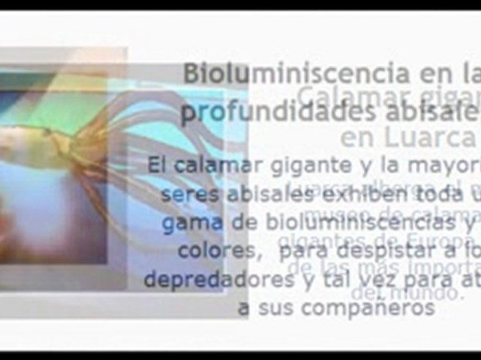 CALAMAR GIGANTE
