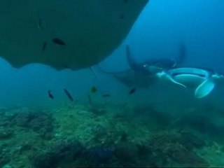 sa majeste la raie manta 1