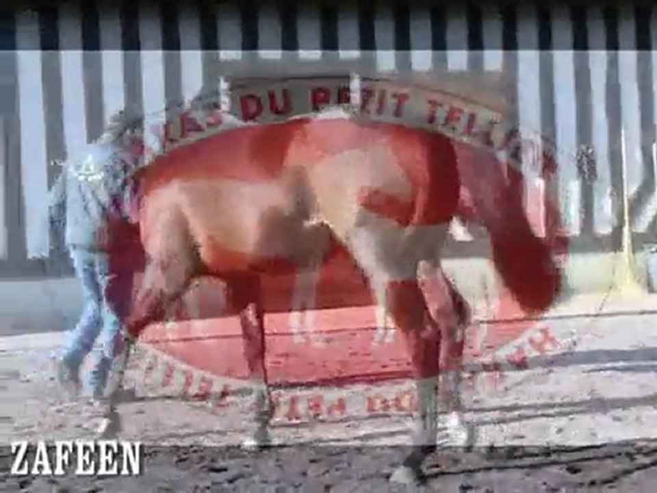 Pur-sang : la route des étalons normands - 1ère partie