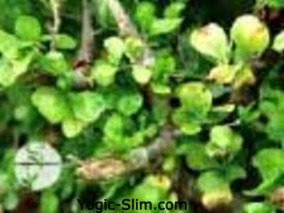 Herbal Supplements