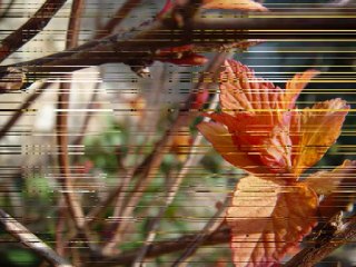 Aux traits d'une plume...