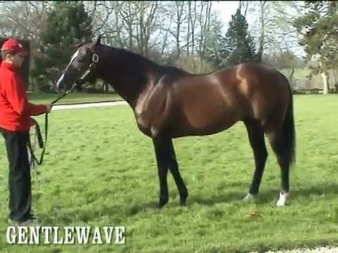 Pur-sang : route des étalons normands 2e partie