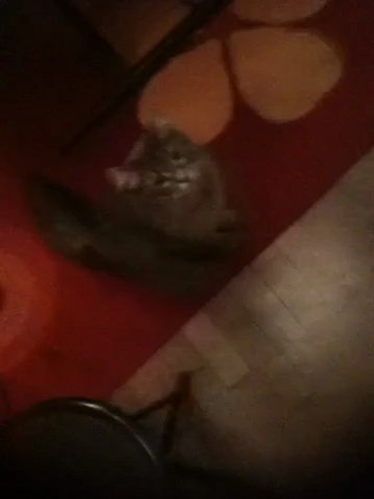 Pacha Le Chat