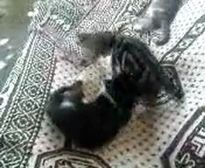 kedi dövüşü (şakadan)