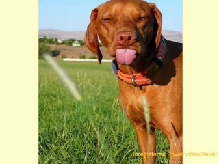 Je dors où je veux (chats et chiens)