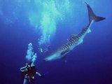 Whale shark almost runs into diver